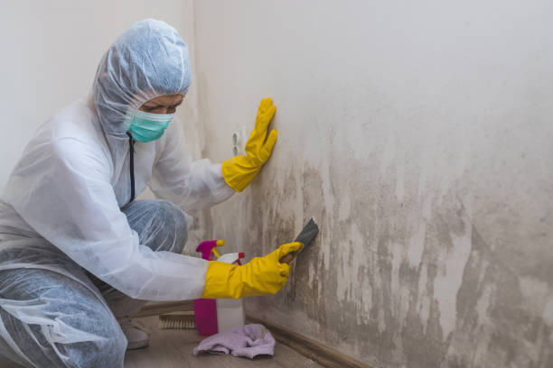 Mold Remediation for Rental Properties in South Shore, KY